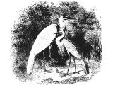 Little Golden Egret (Ardea russata), a possible translation of Heb. ANaPhaH, (Lev.11, Deut.14), sometimes translated Heron
